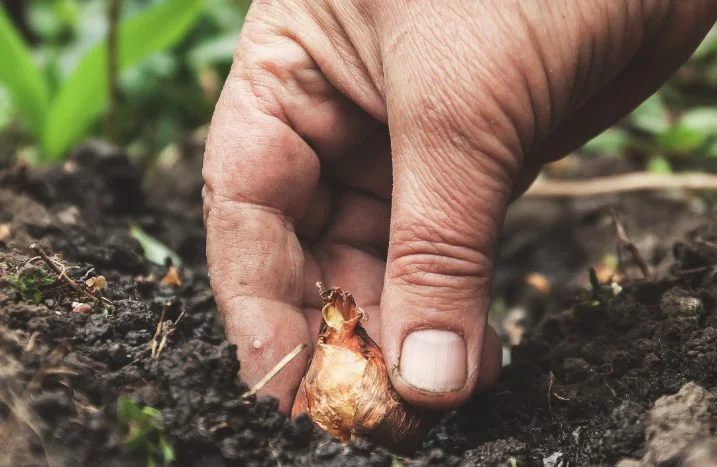 Hand pflanzt Blumenzwiebel in Erde